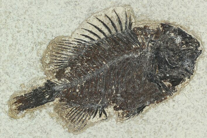 Bargain, 5.8" Fossil Fish (Cockerellites) - Green River Formation